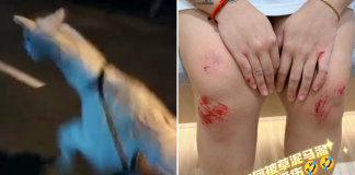 owner dragged alpaca (1)