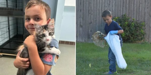 poop scooping cat adoption