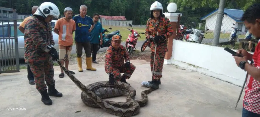 python devours goat (1)