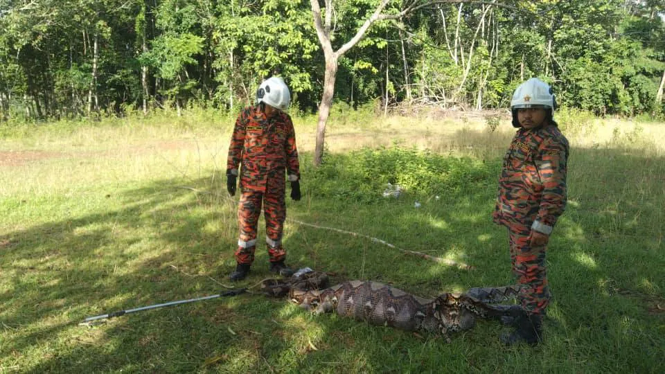 python devours goat (2)