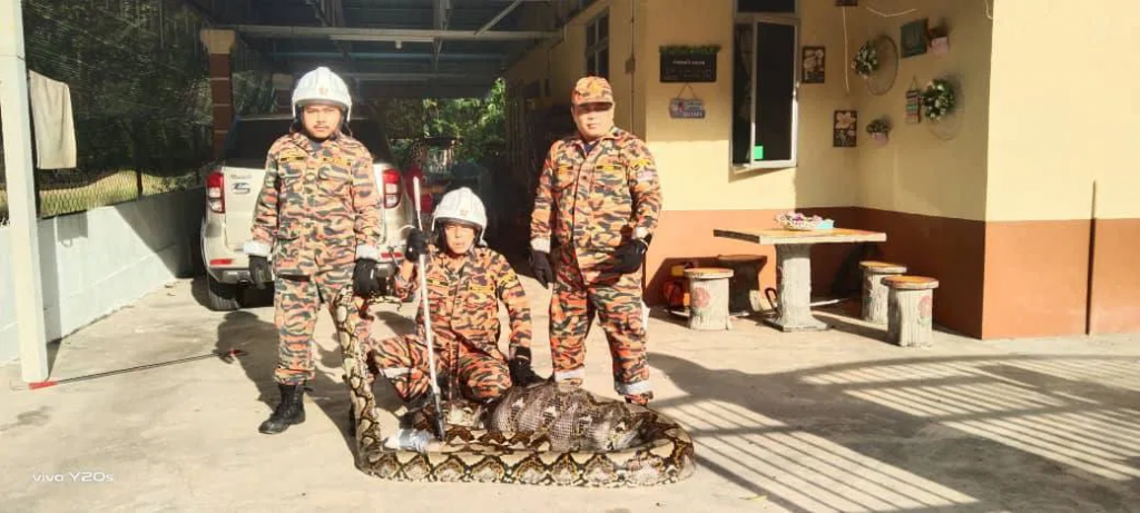 Python in M'sia devours mother goat & its 2 kids, weighs 240kg after feast