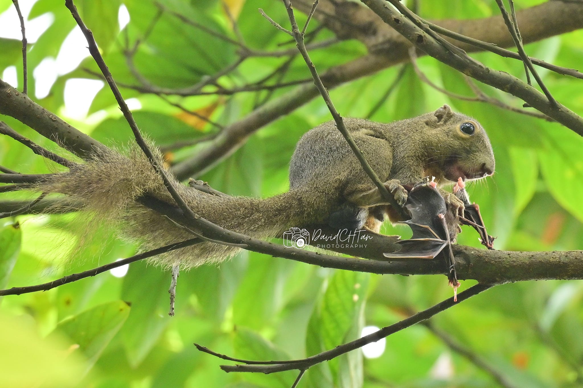 squirrel eating bat