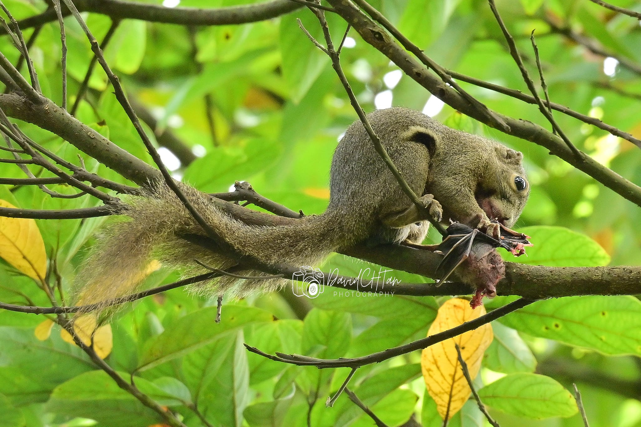 squirrel eating bat