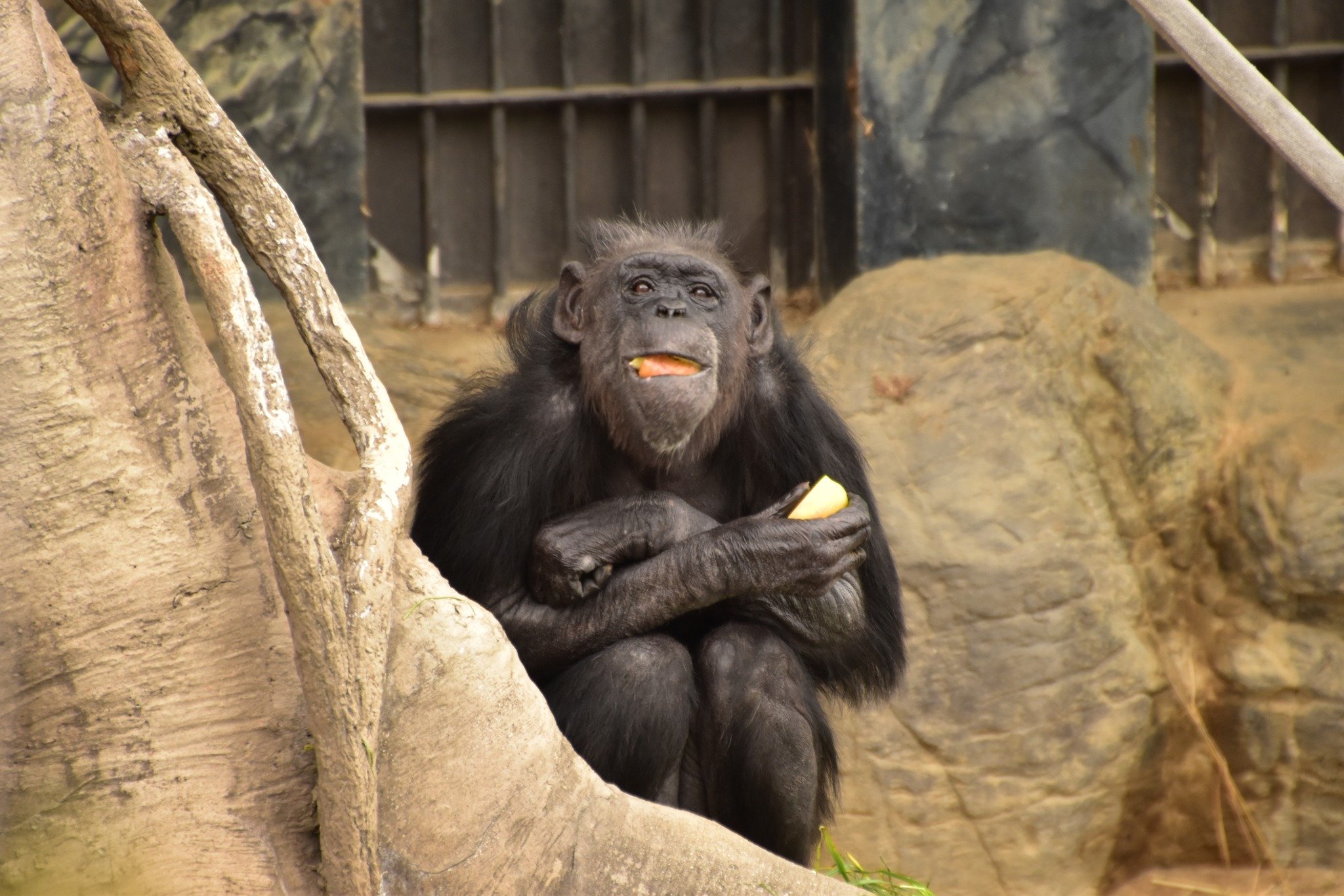 zookeeper Japan steals food