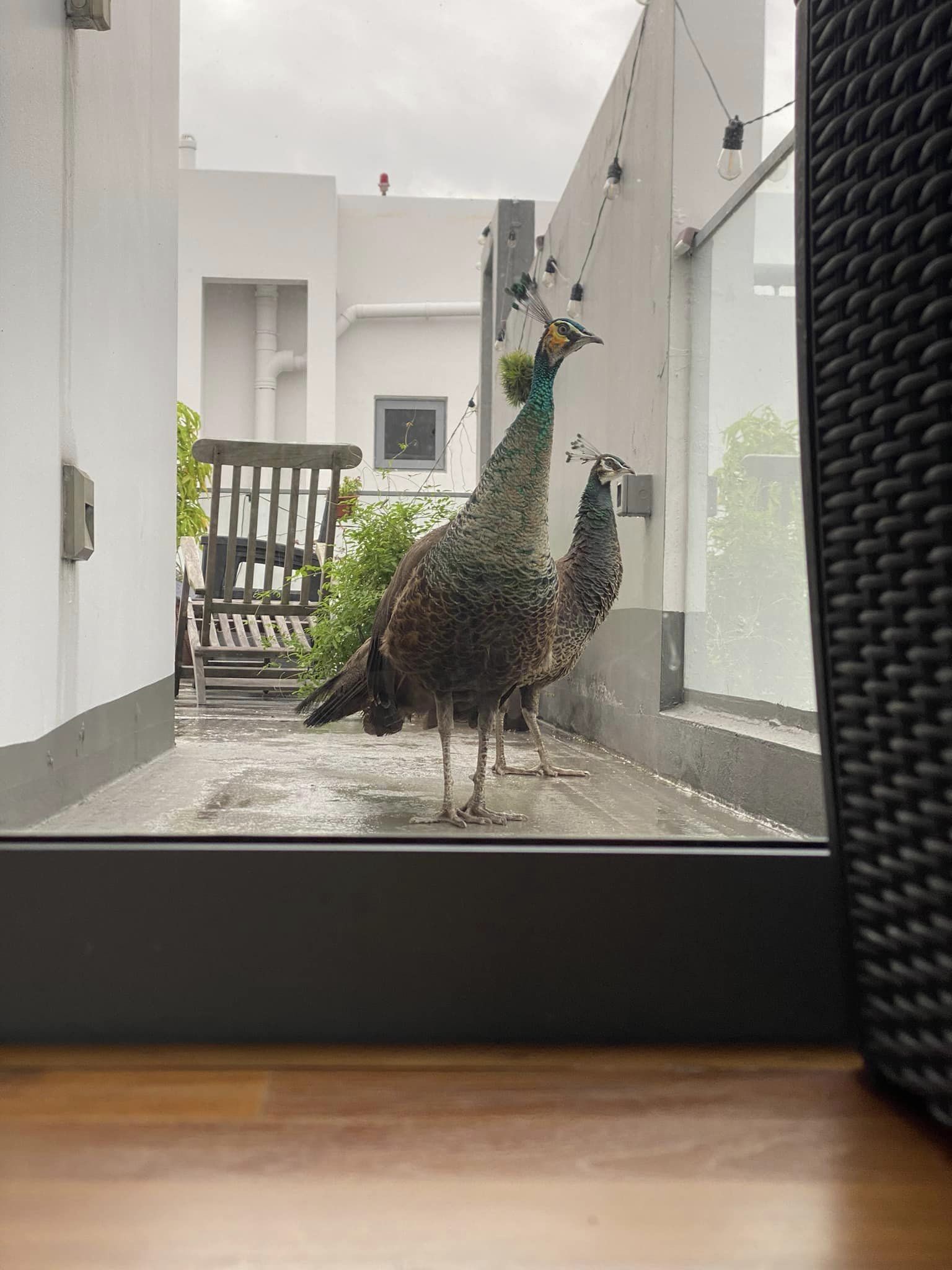 peafowls rooftop balestier