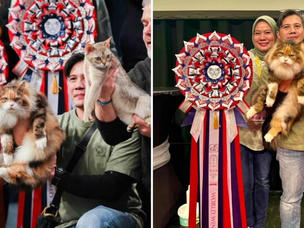 Former-stray-cat-show-winner-