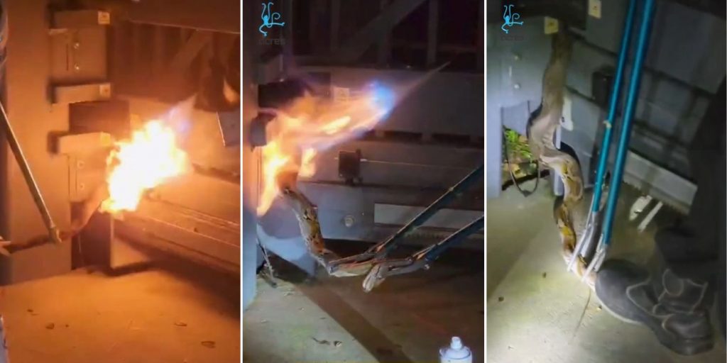 Photos Python Fat Guy Exploding Python burnt alive by 2 men capturing it in S'pore, case filed with NParks