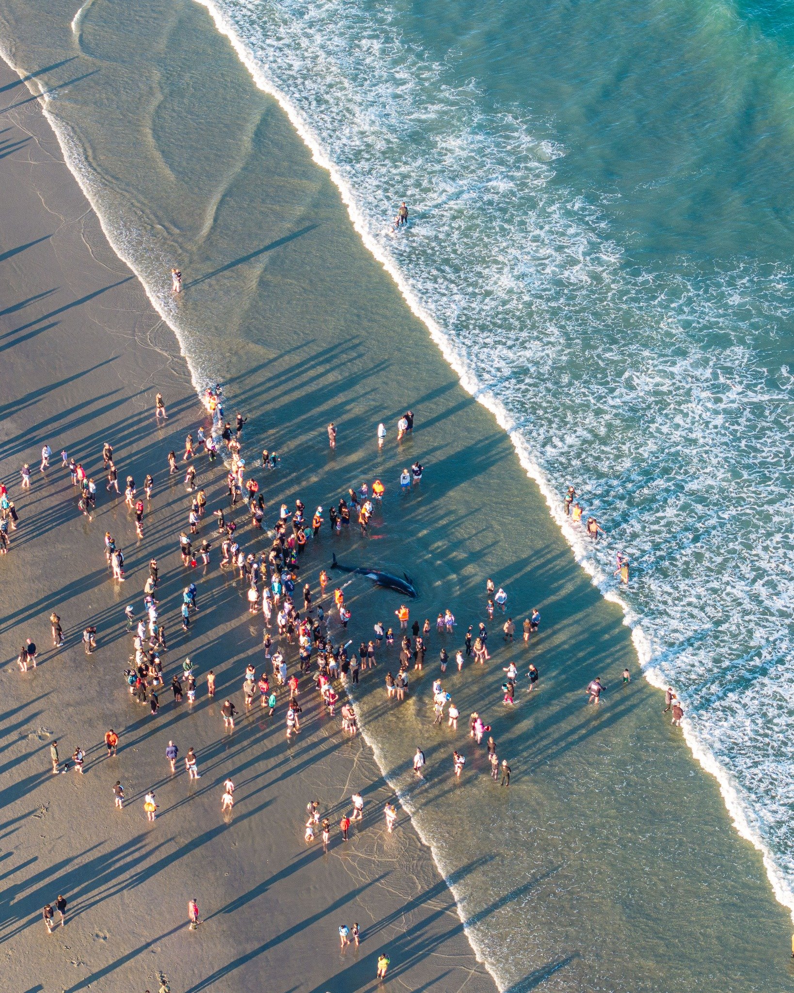 beached whales new zealand ceremony