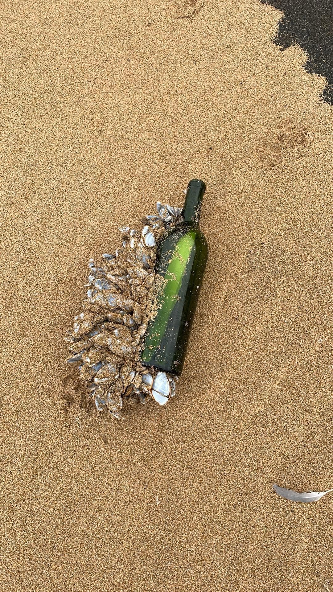 bottle 16 years beach