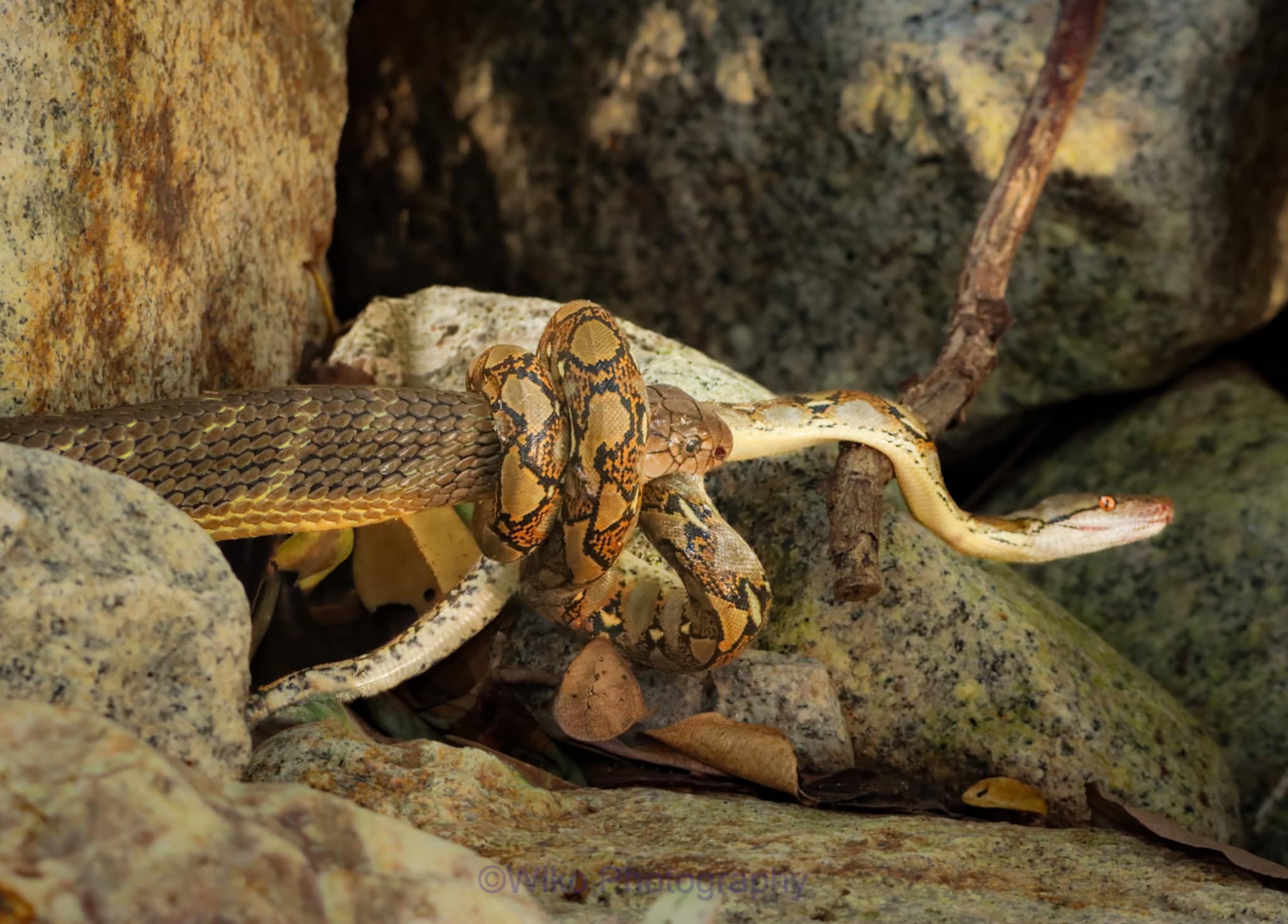 cobra juvenile python