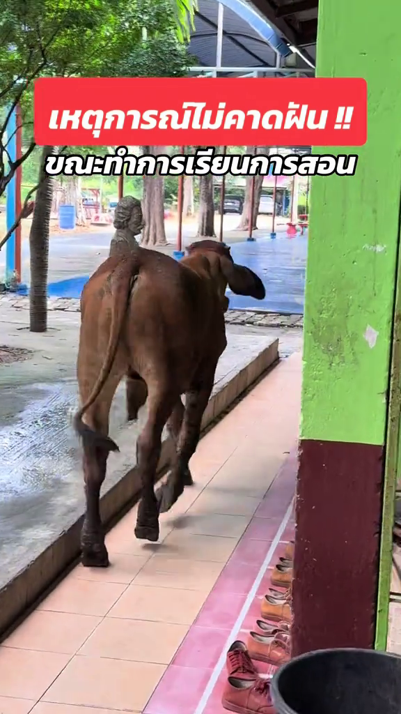 cow classroom thailand leaving