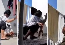 dog abuse