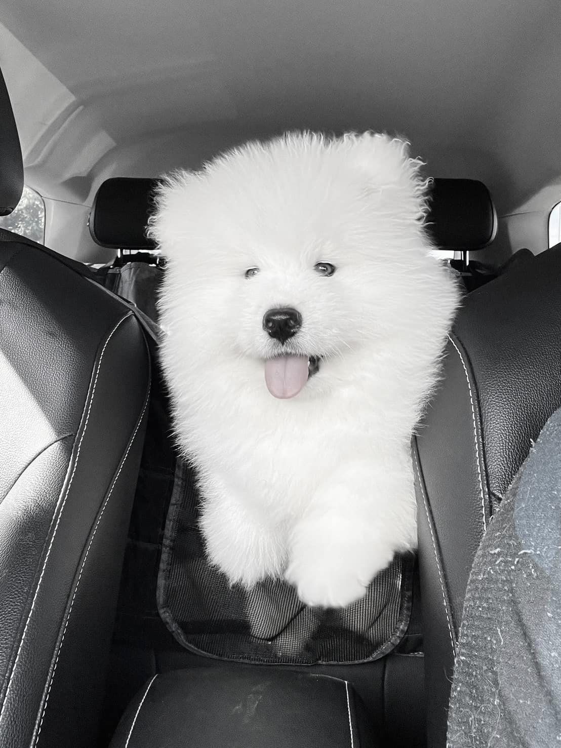 dog shocked fireworks holiday car