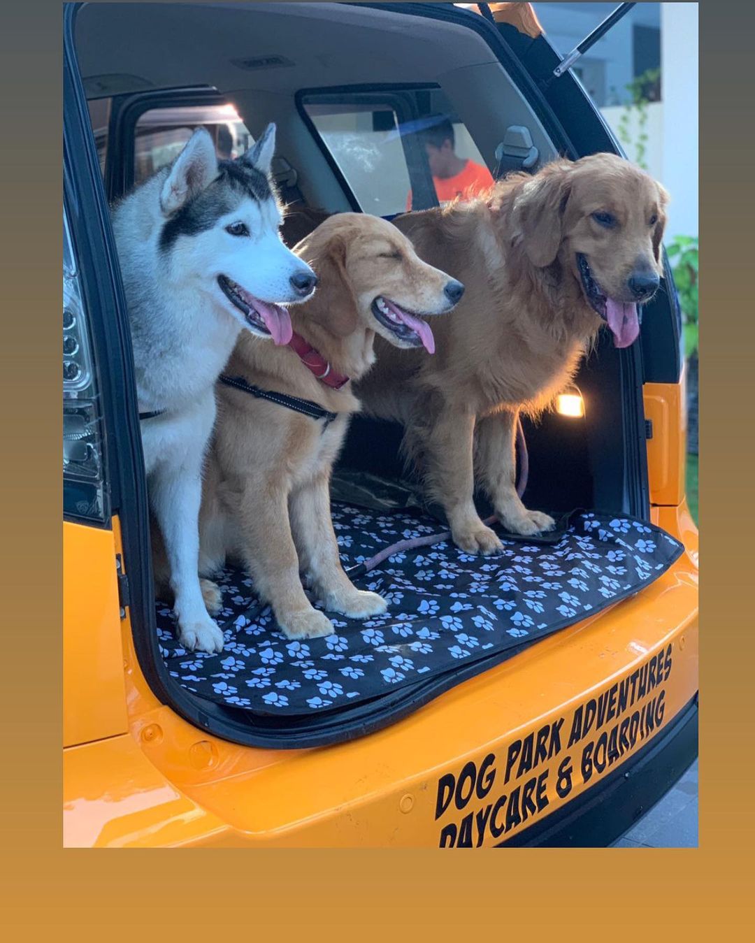 dogs school bus