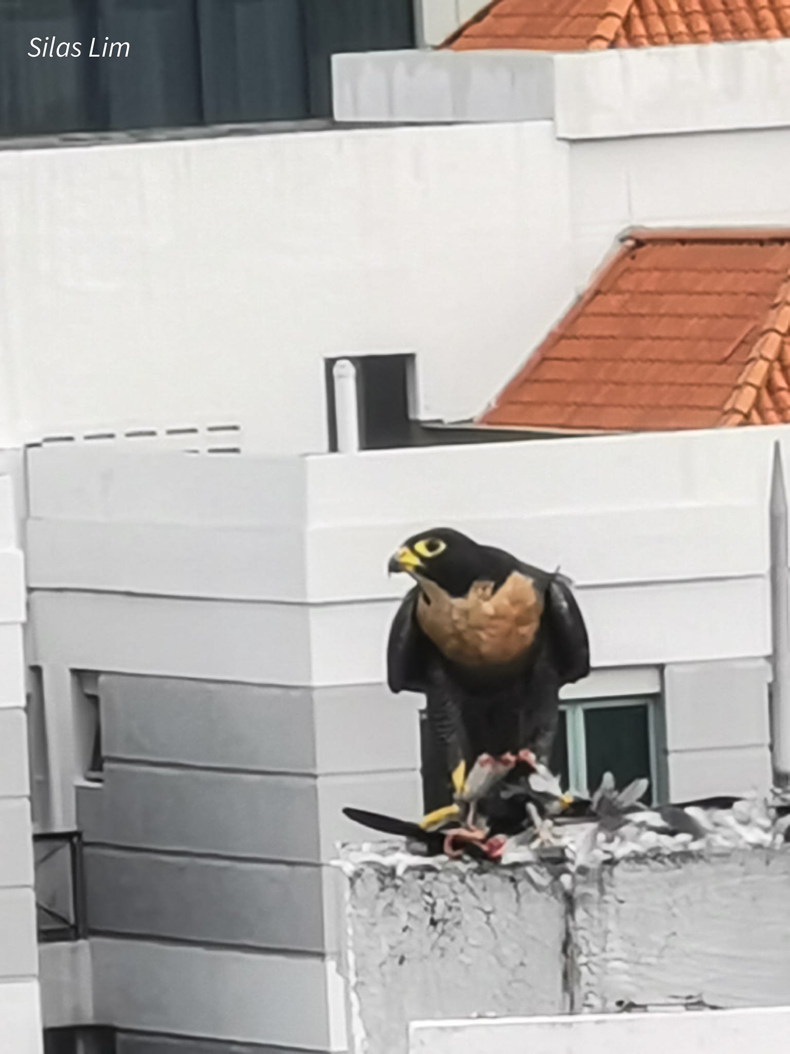 falcon pigeon roof