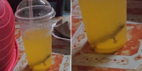 gecko in drink