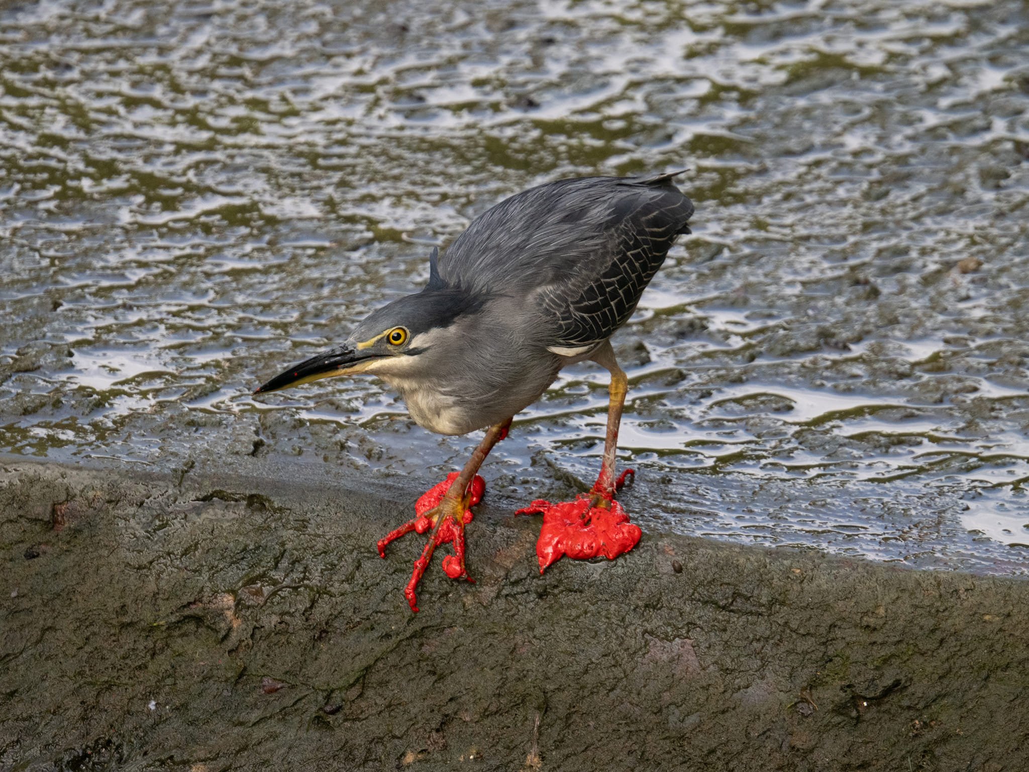 heron red punggol