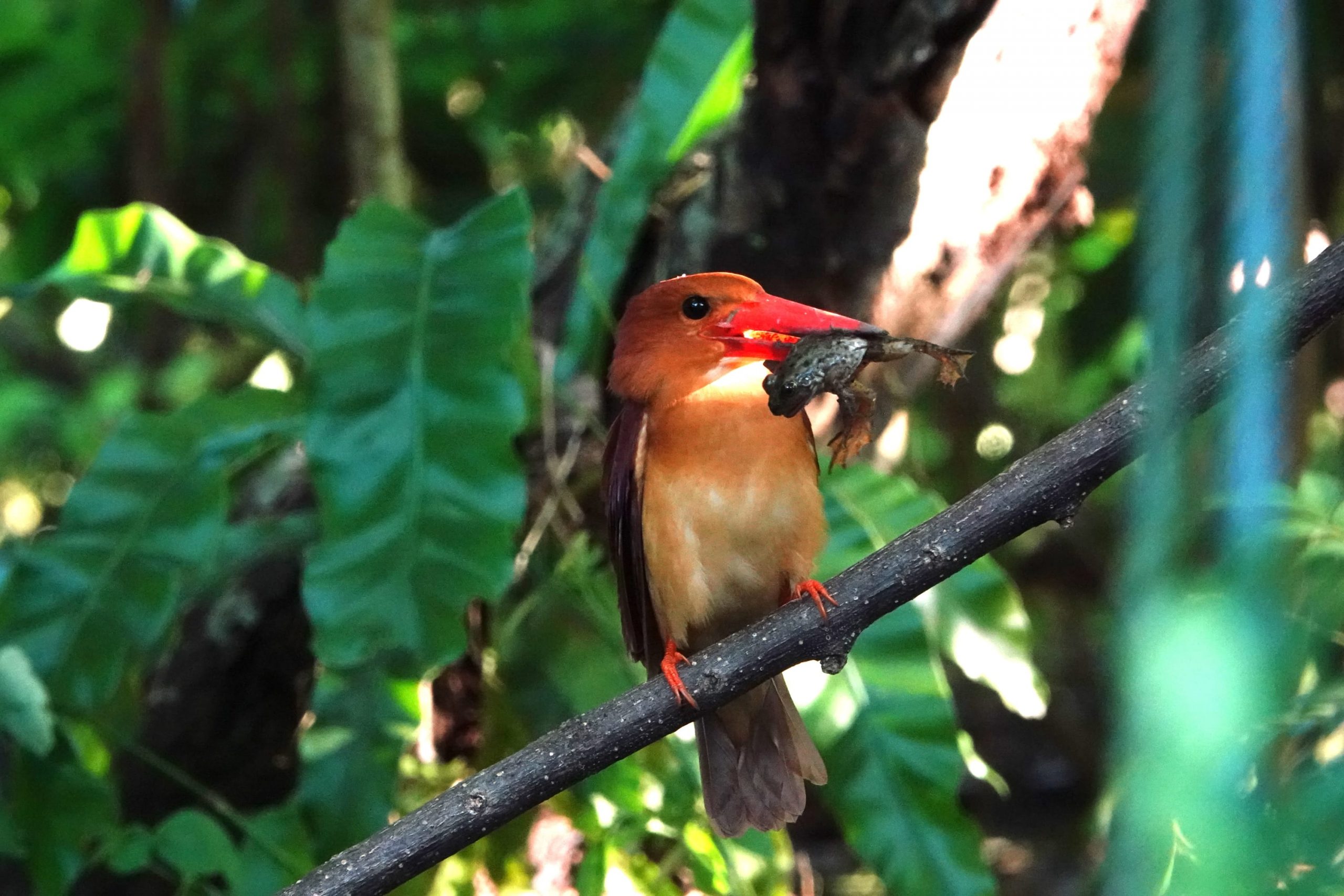 kingfisher frog