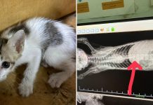 kitten drain spine