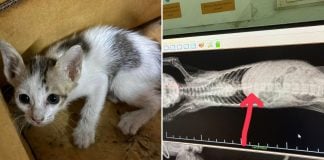 kitten drain spine