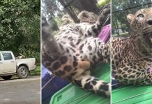 leopard pickup truck