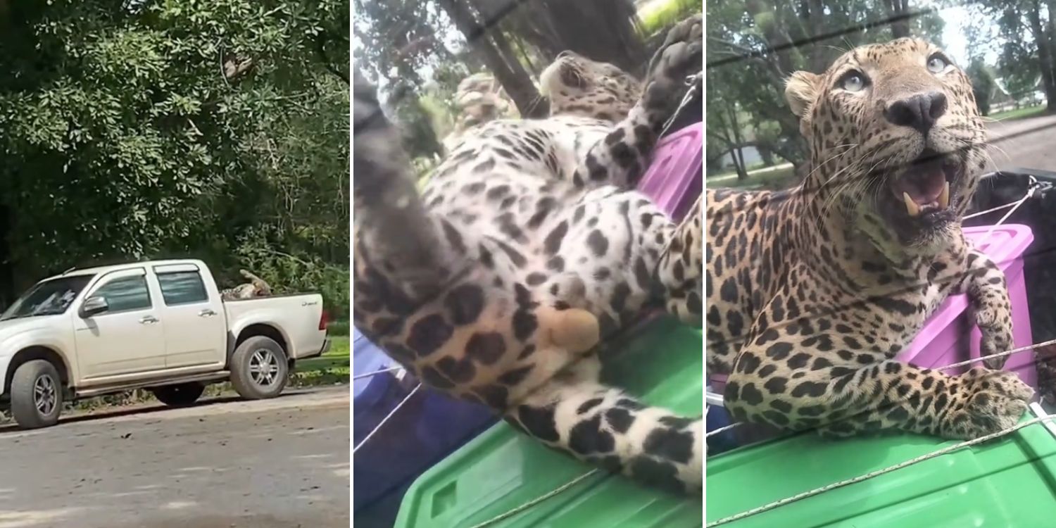 leopard pickup truck