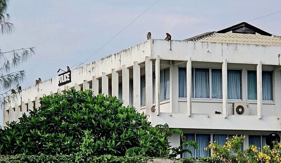 monkeys prison police station roof