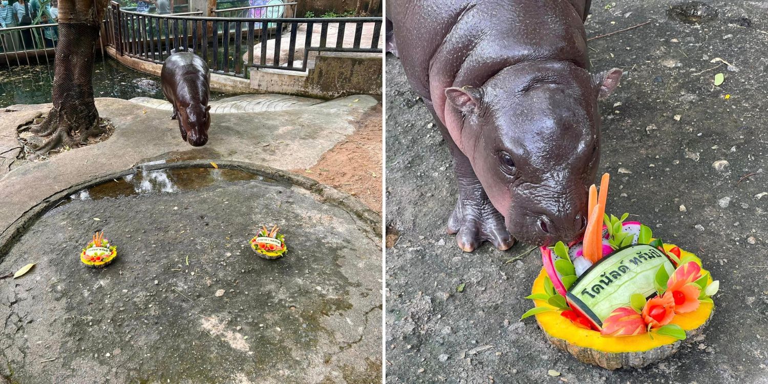 Viral Pygmy Hippo Moo Deng Predicts Winner Of 2024 US Election, It's ...