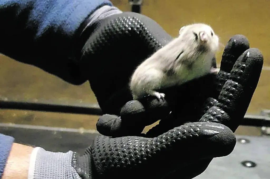 plane hamsters cargo gloves