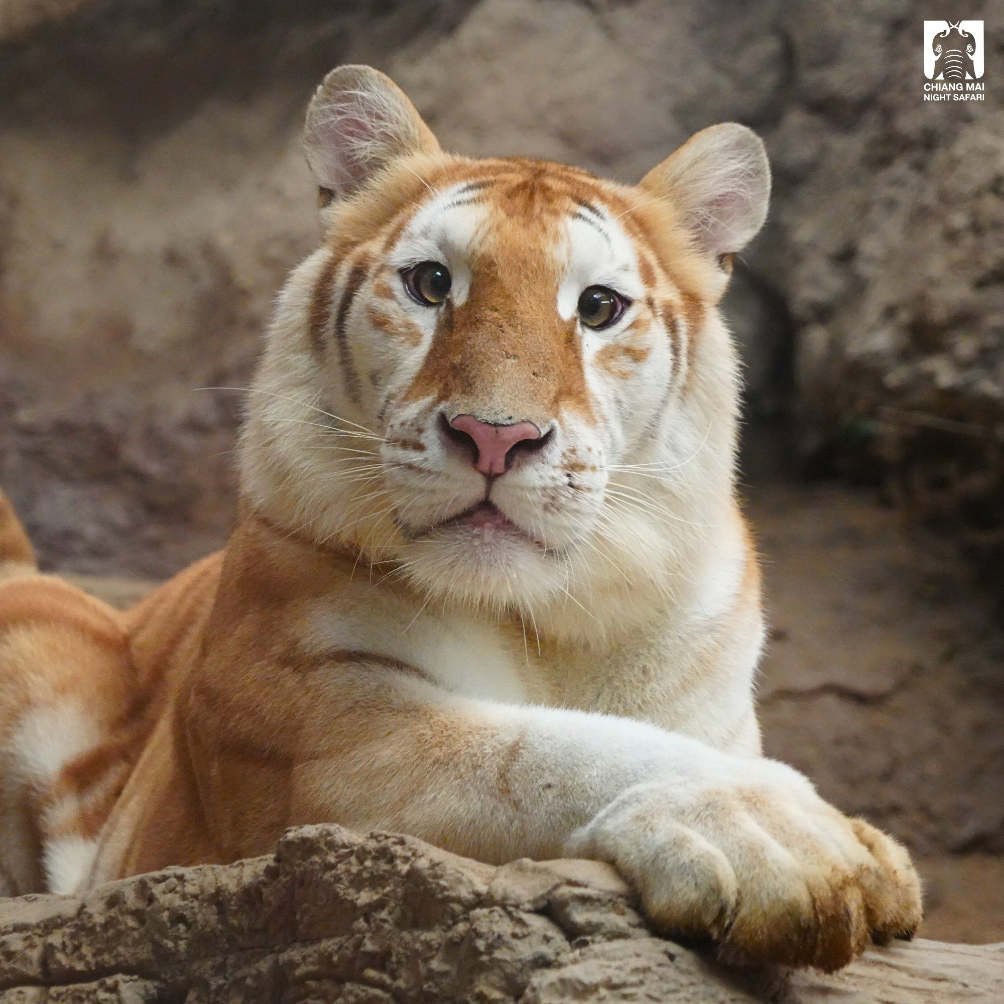 tiger safari cute eyes face