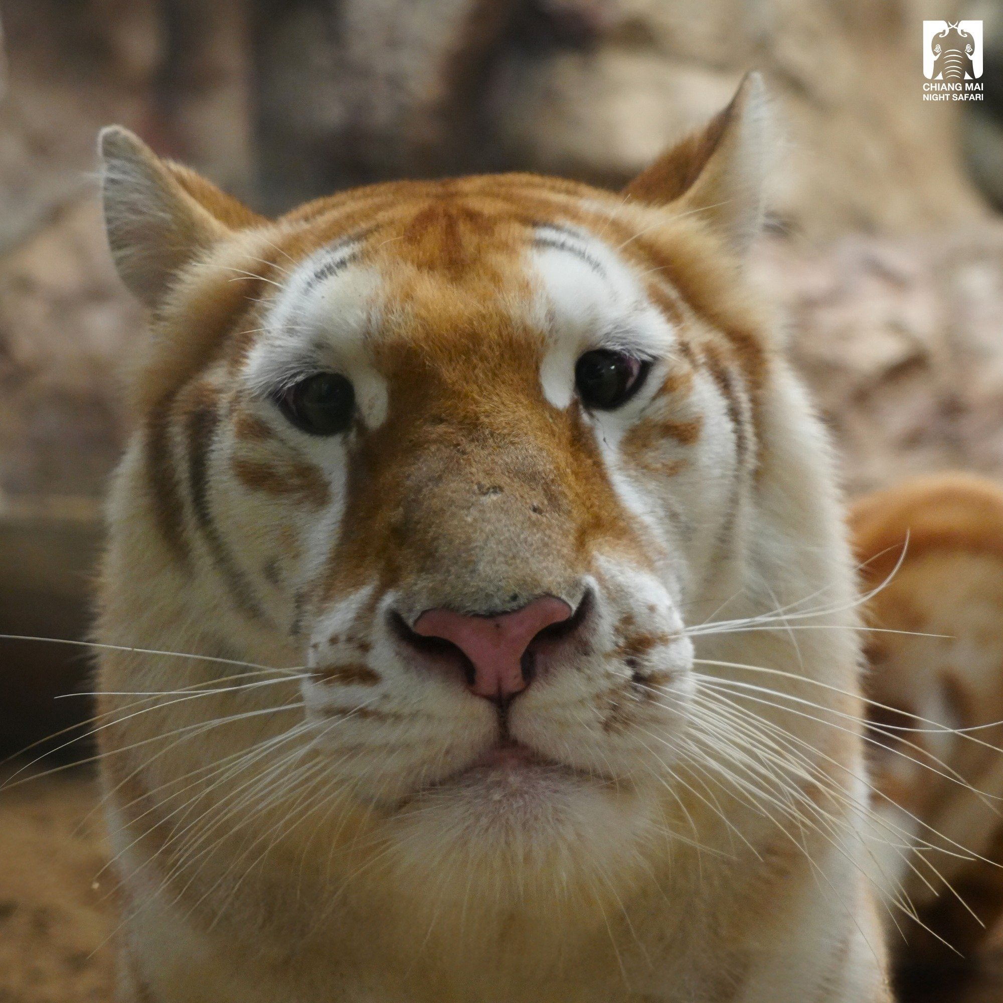 tiger safari cute eyes goofy