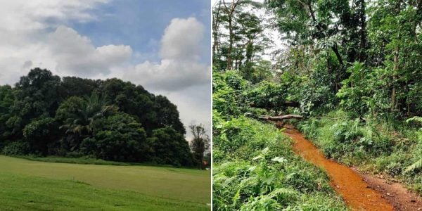 Endangered species found in Sembawang & Woodlands forests earmarked for housing, HDB seeking public feedback