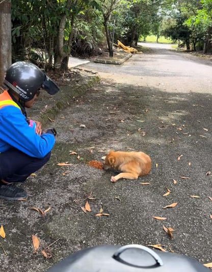 motorcyclist starving dog