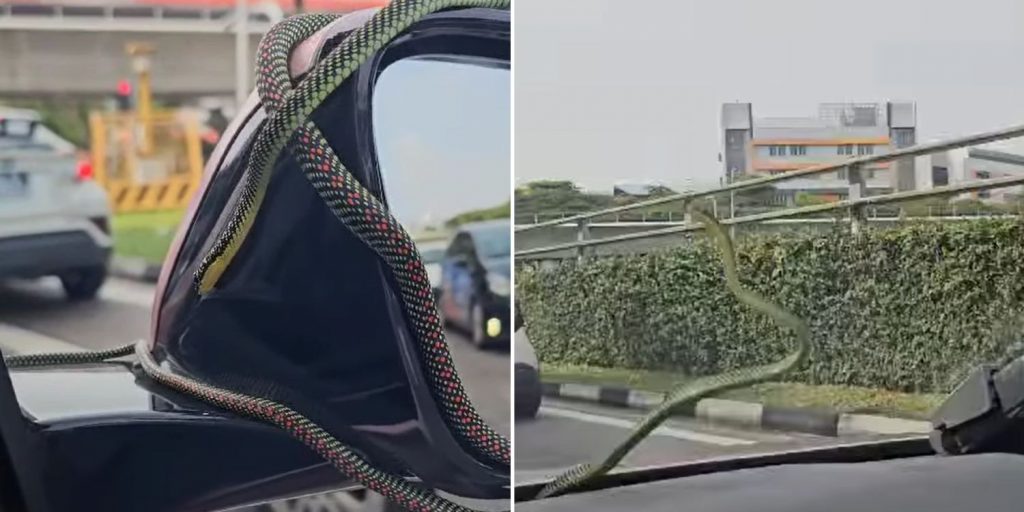 snake side view mirror