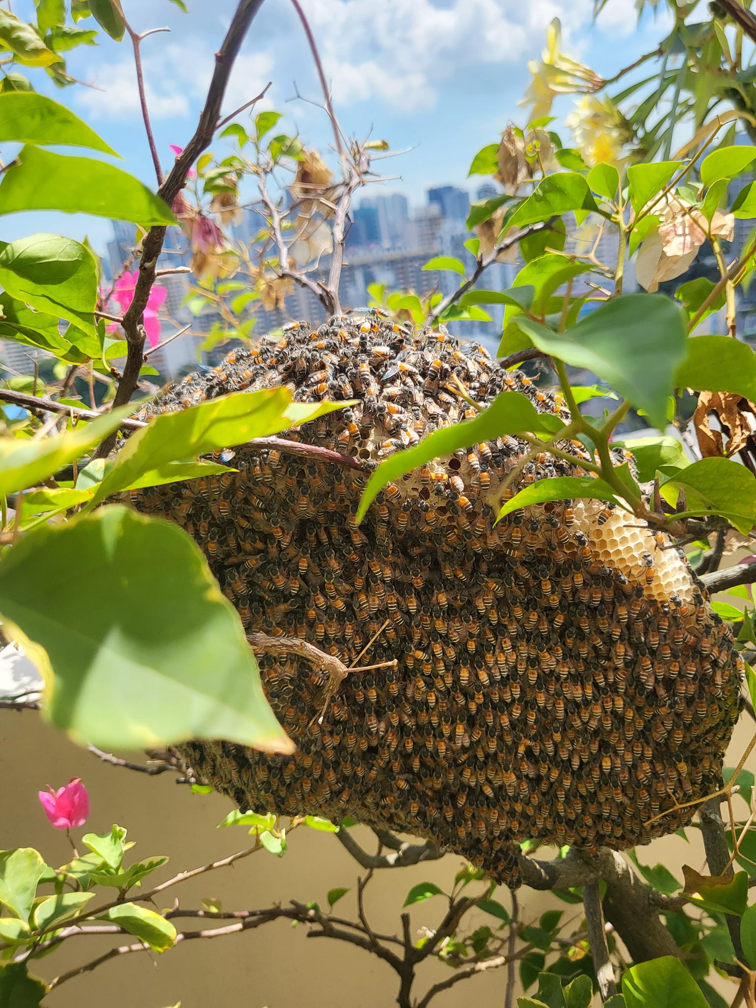 beehive terrace