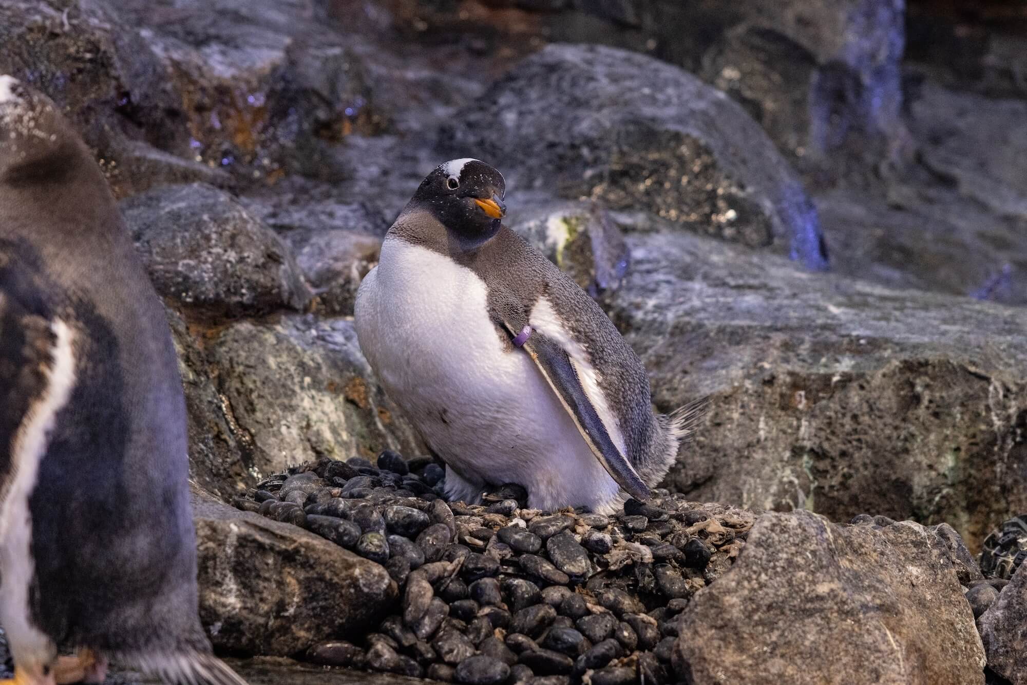 bird paradise penguin