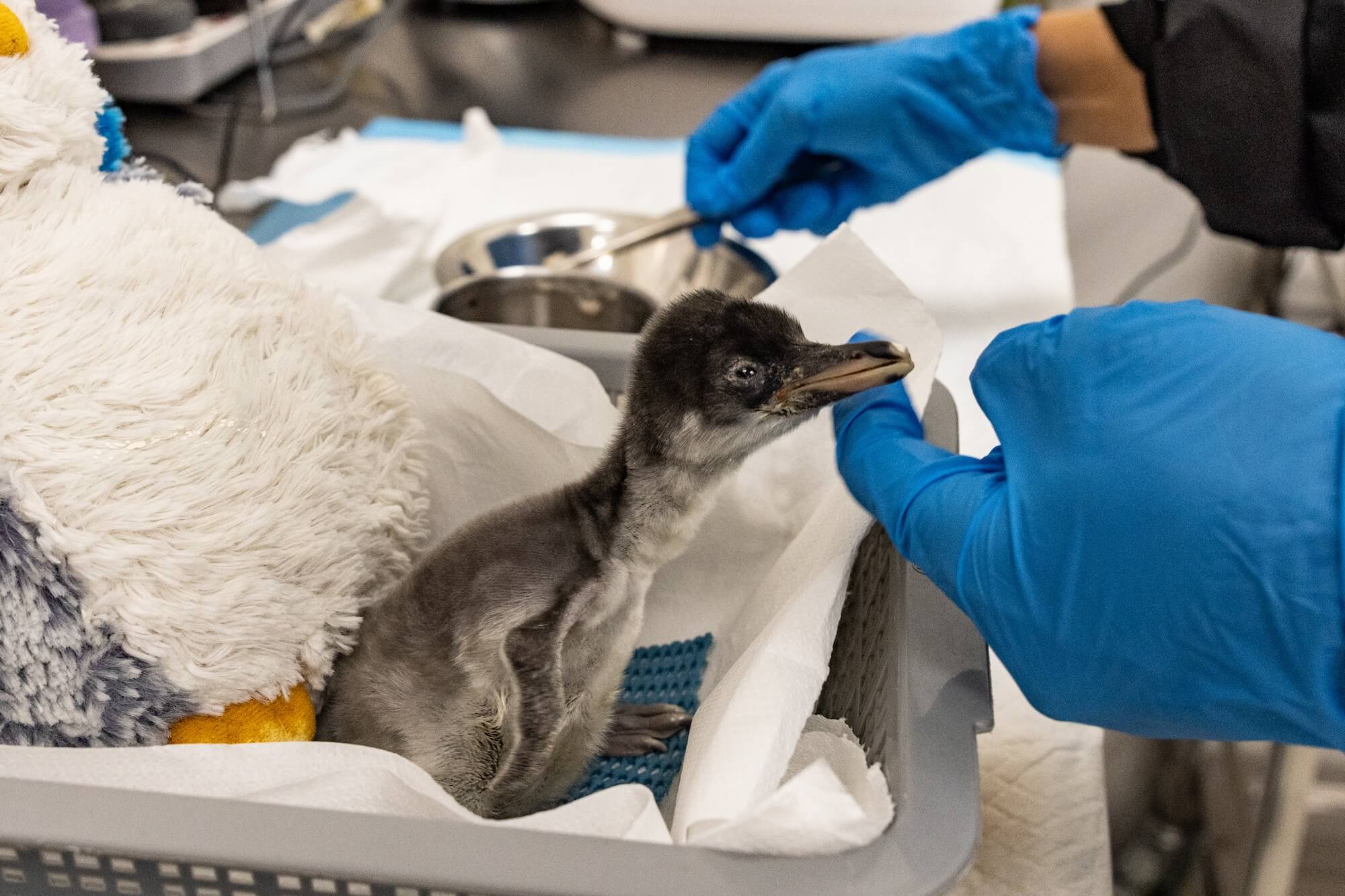 bird paradise penguin