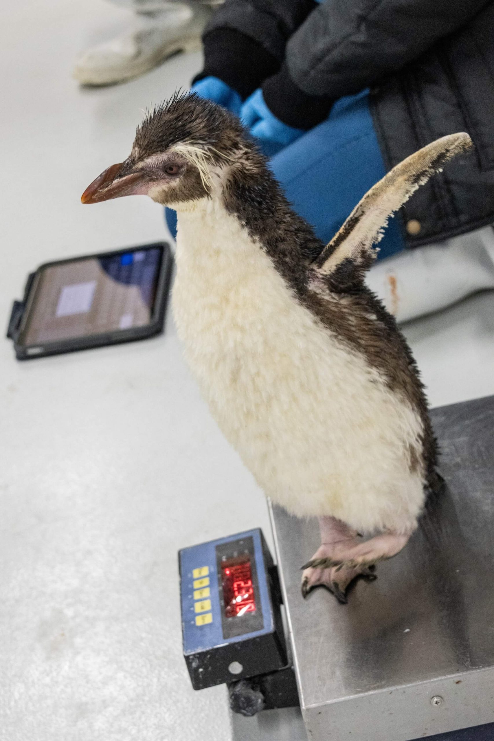 bird paradise penguin