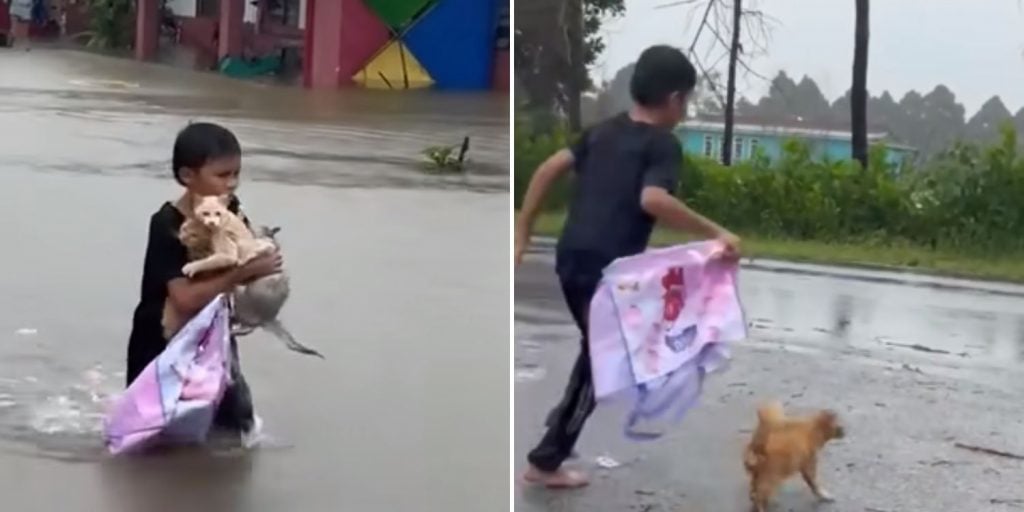 Boy in M’sia rescues 3 stranded cats during flood, praised for his bravery