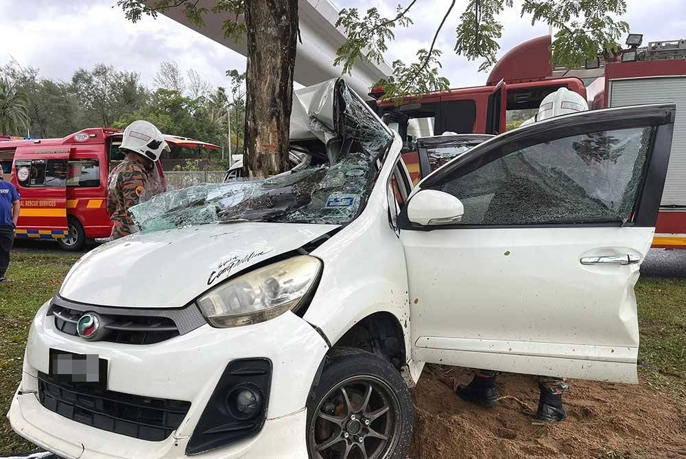 car bends tree (2)