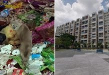 cats abandoned bedok flat