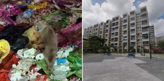 cats abandoned bedok flat