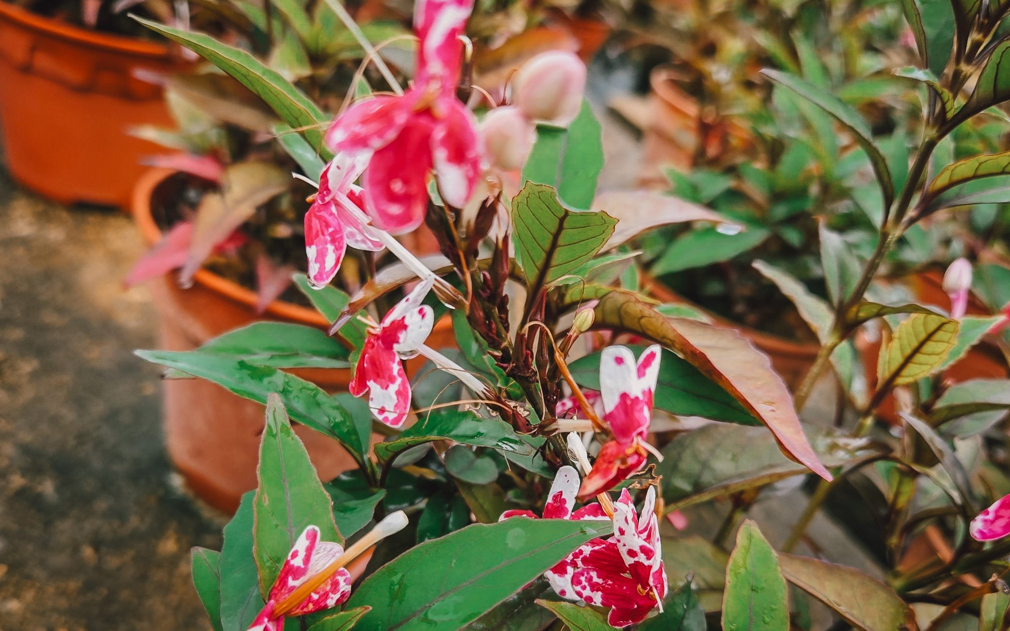 changi airport plant facts (3)