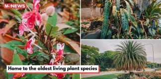 changi airport plant facts