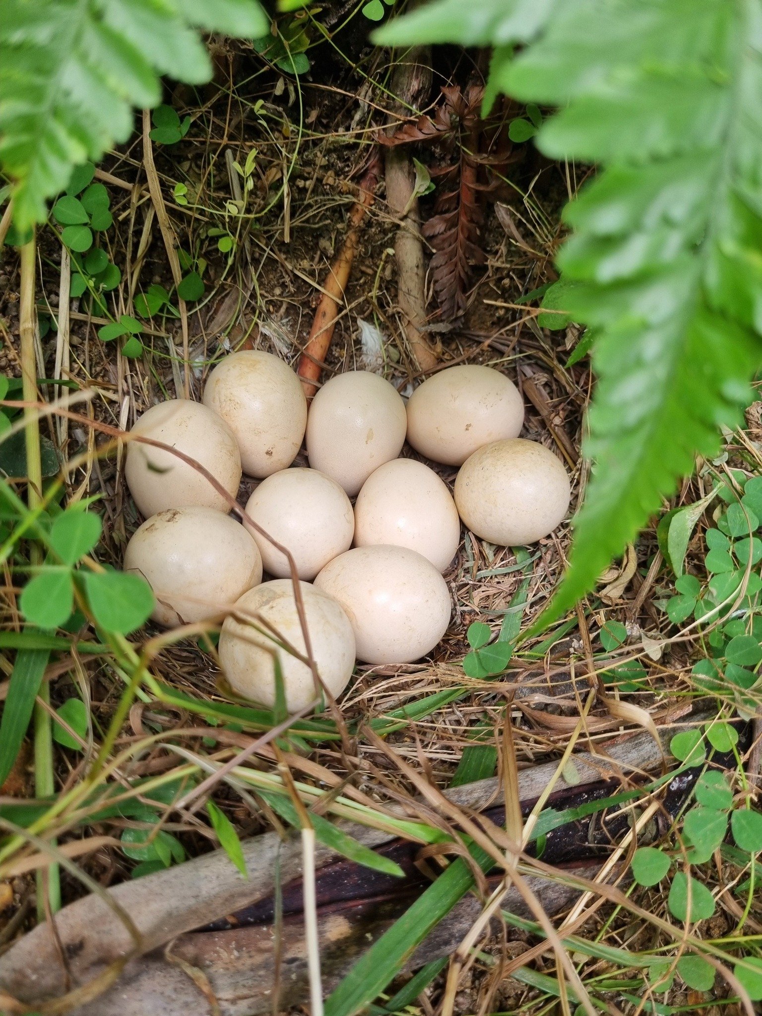 chicken nest eggs