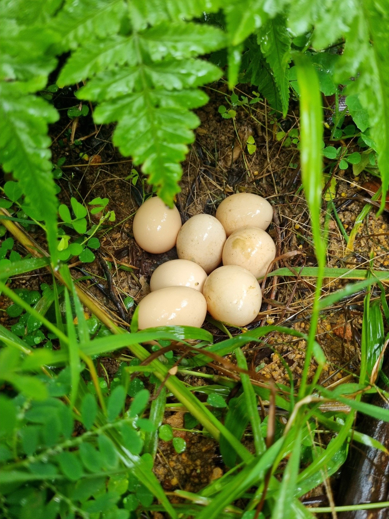 chicken nest eggs