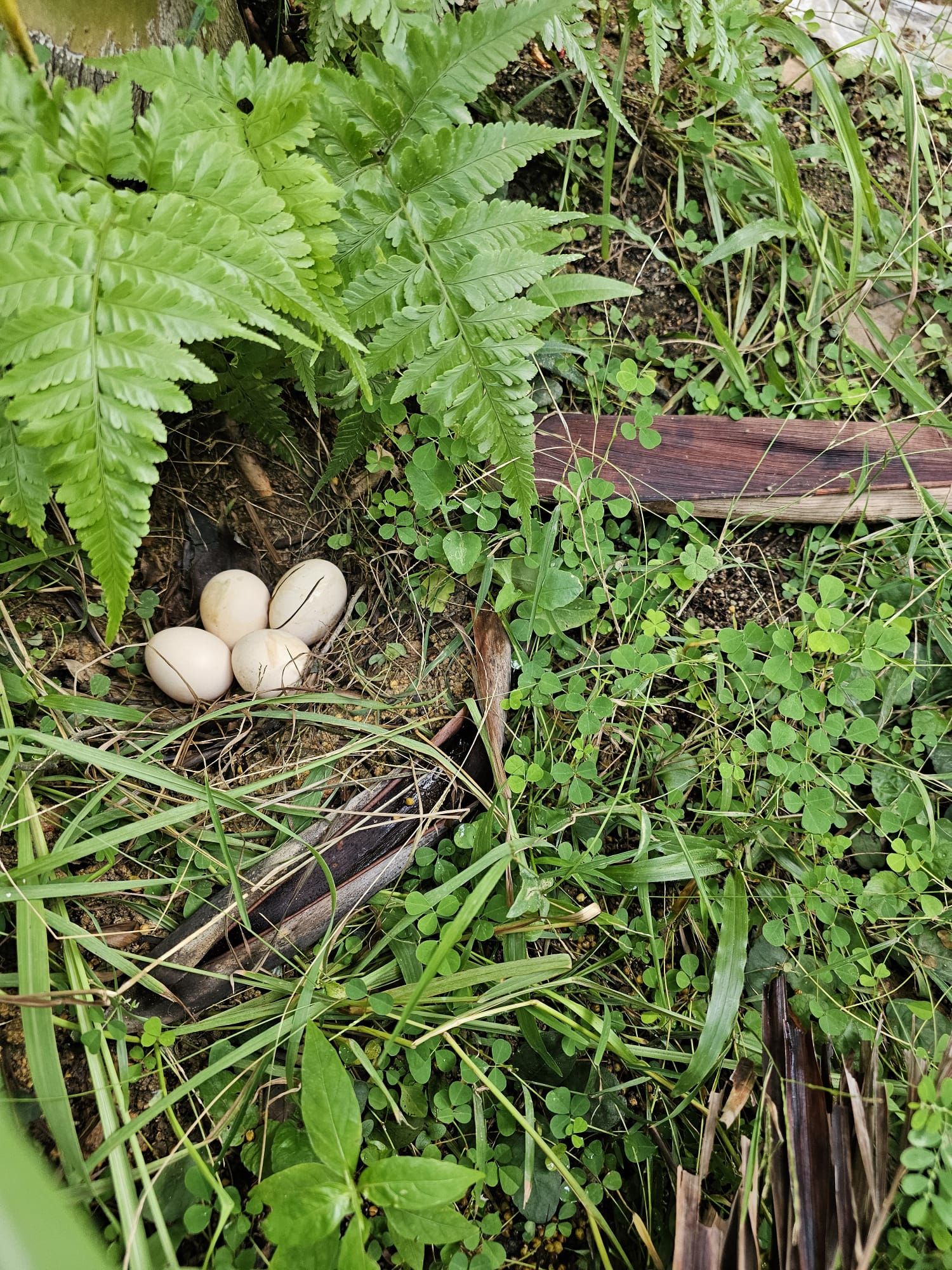 chicken nest eggs