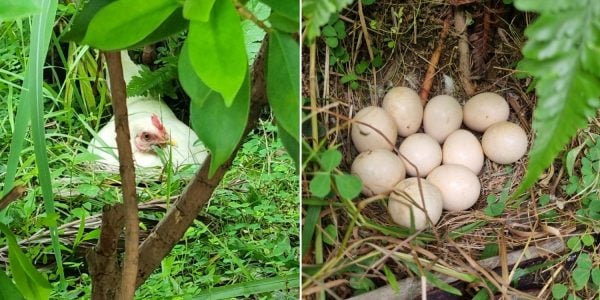 S'pore kampong chicken lays nest of eggs, keeps warm using aircon compressor