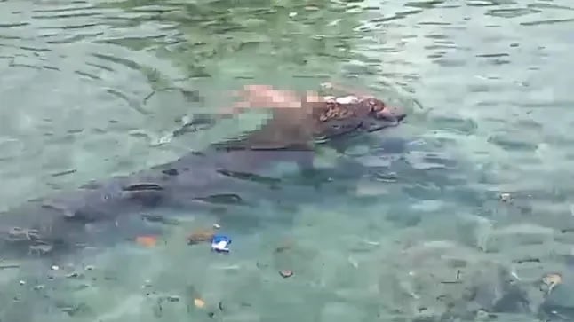 crocodile indonesia woman water attack