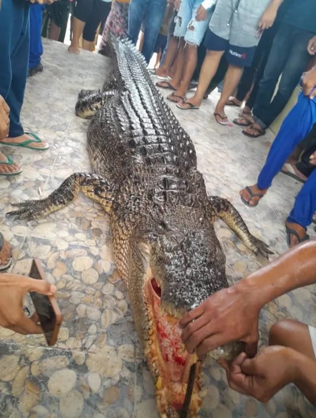 crocodile indonesia woman water hunted